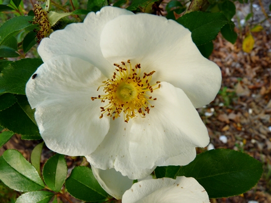 {Rosa laevigata}